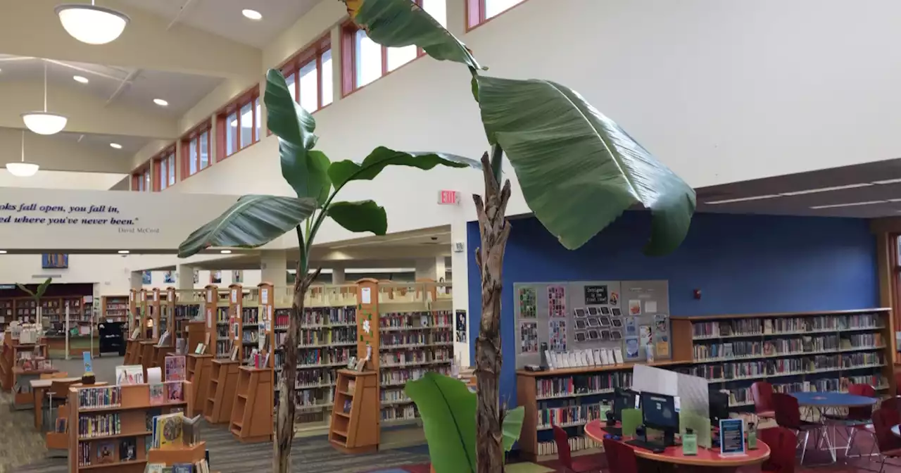 Bananas fostered — Westlake Library houses 21 live banana trees for a resident during the winter