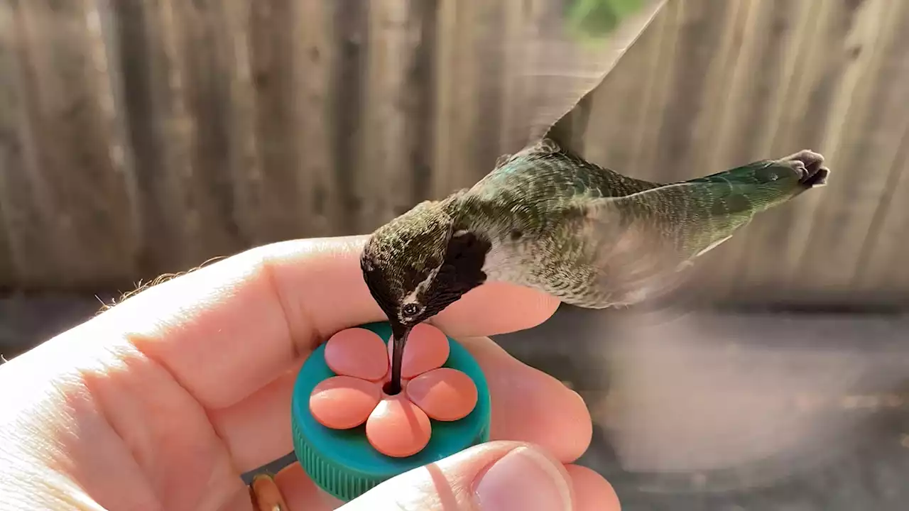 Oakland man's unique bond with neighborhood hummingbird goes viral