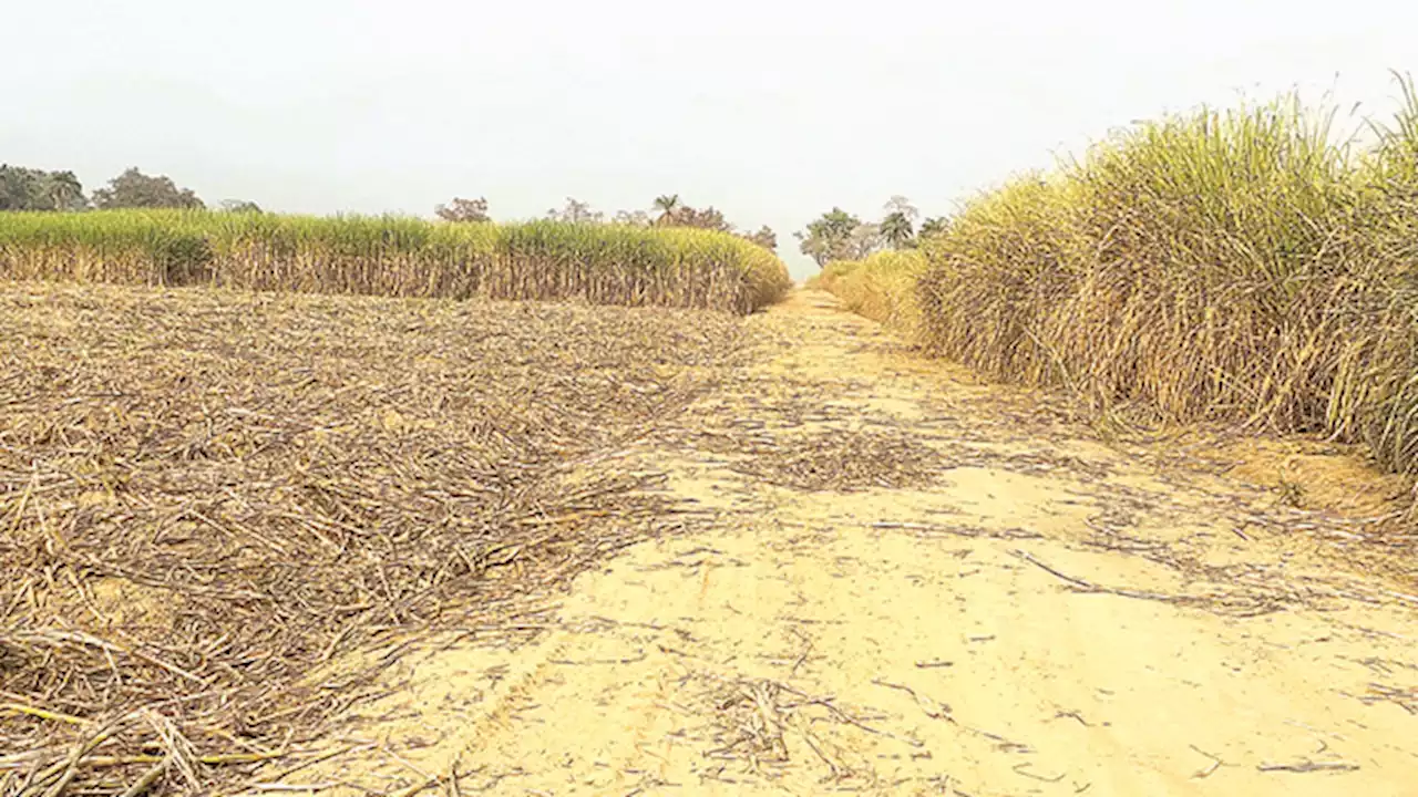 Changing narratives of local sugar production
