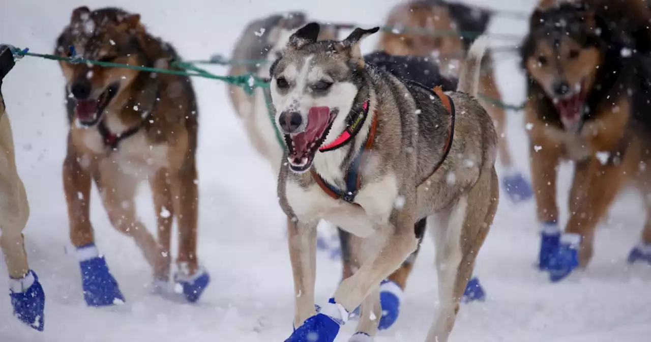 Dogs pack Anchorage for ceremonial start of Iditarod's 50th running