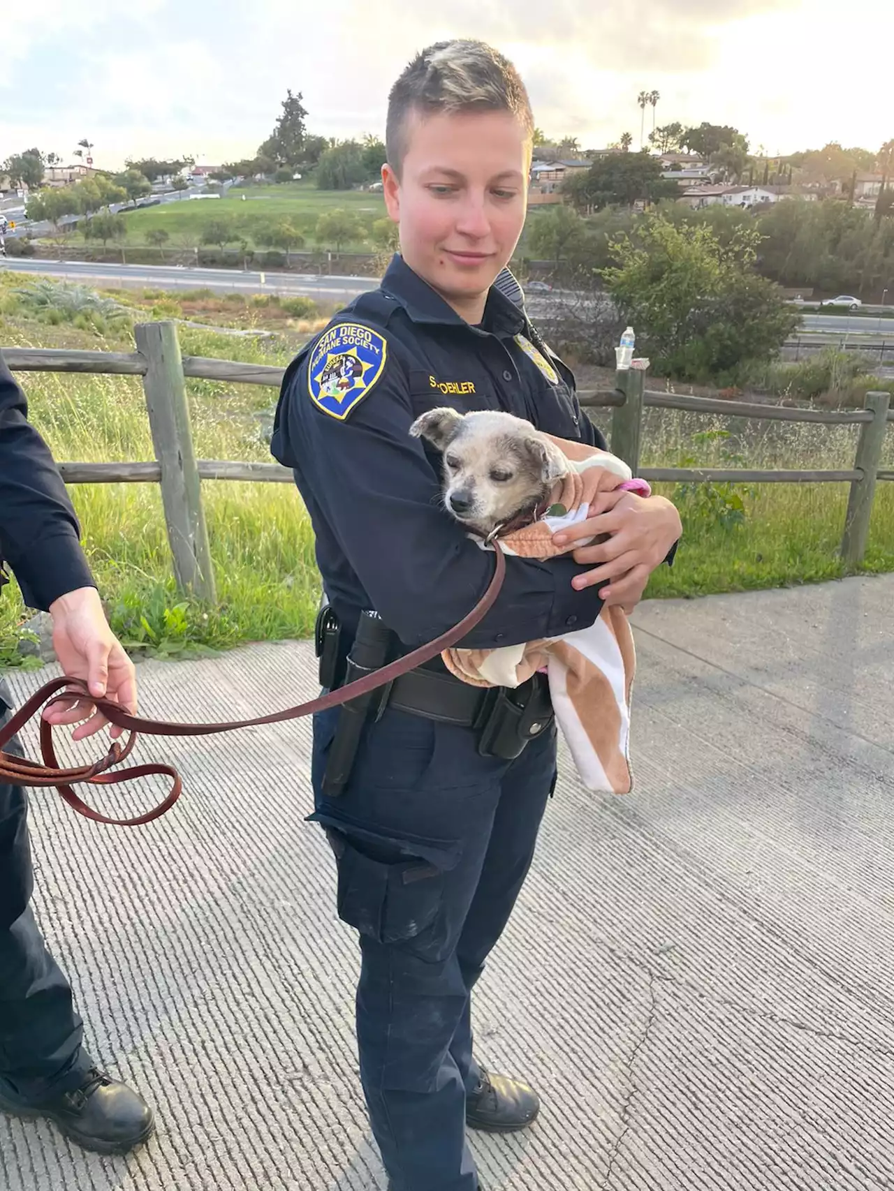 Cici the Chihuahua Rescued by Firefighters, SD Humane Society Officers After Falling Down a San Marcos Storm Drain