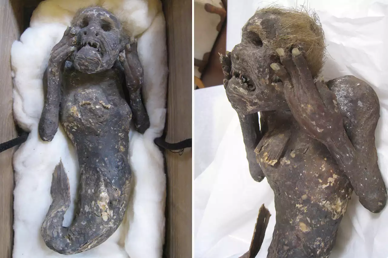 Scientists working to unravel mystery of 300-year-old mummified ‘mermaid’ with ‘human face’ and tail