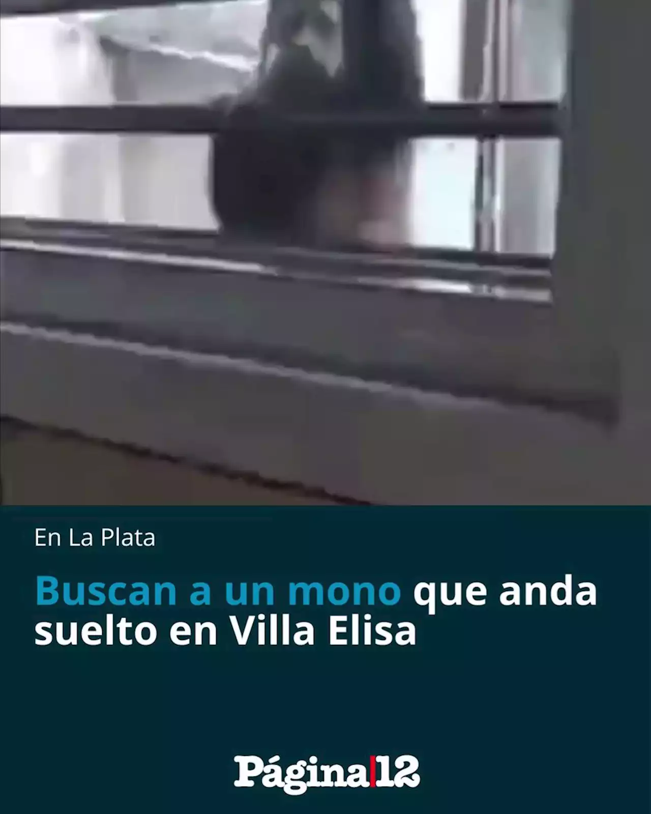 Video | Buscan a un mono suelto en Villa Elisa