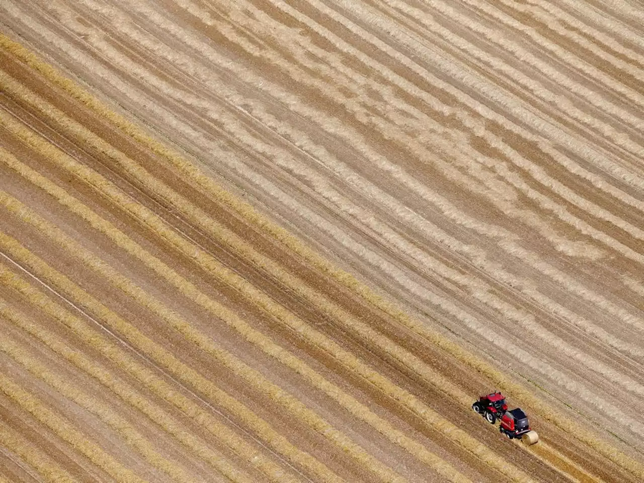 Surging wheat prices to spur Canada farmers to sow more acres