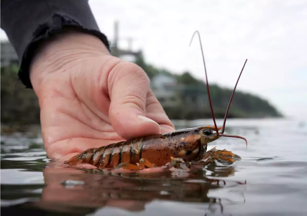 Baby lobster numbers remain below average off New England