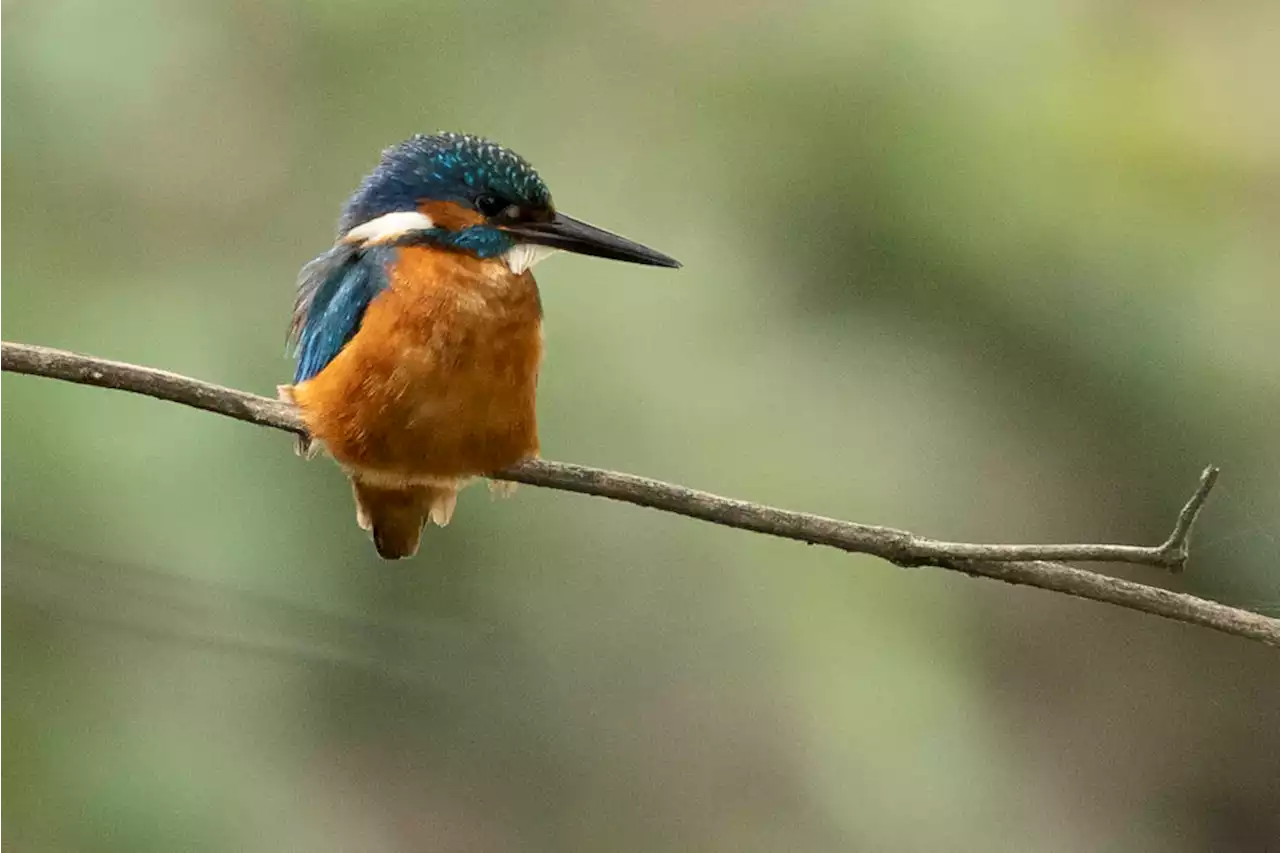 Scientists used to think birds couldn't smell. A biologist set out to prove them wrong