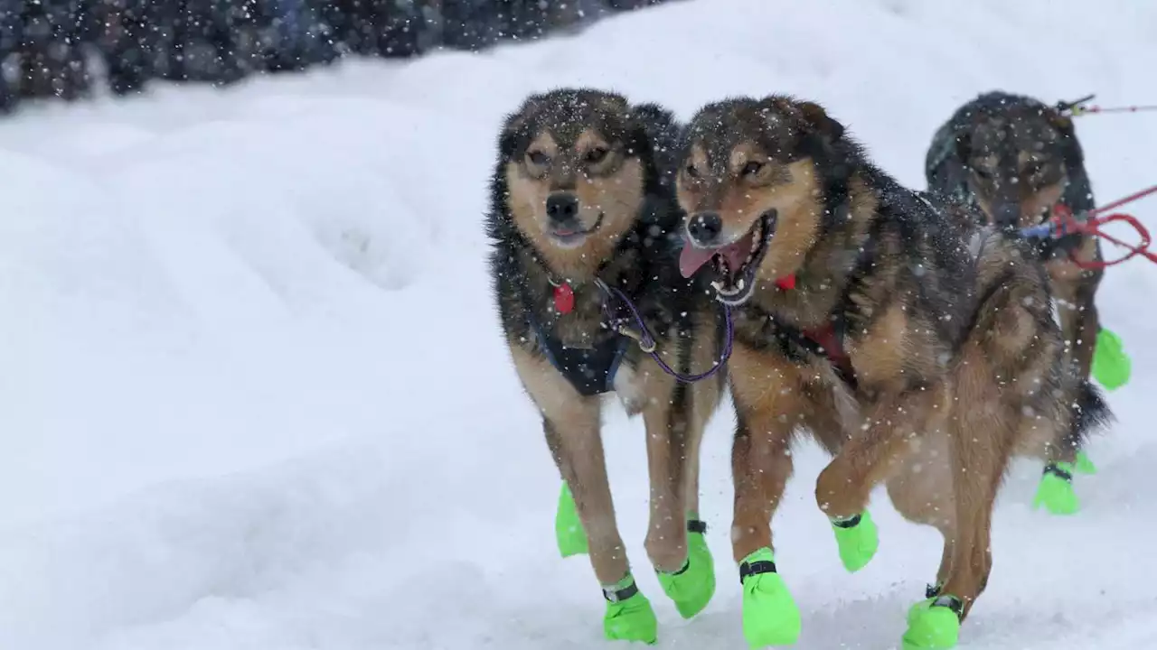 Iditarod dogs pack Anchorage for race's ceremonial start