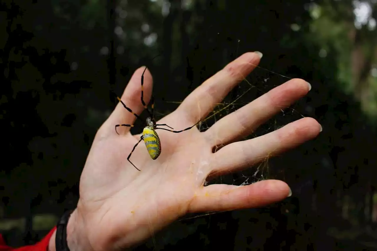 What’s venomous, invasive and neon yellow? Meet this spider spreading across Eastern US