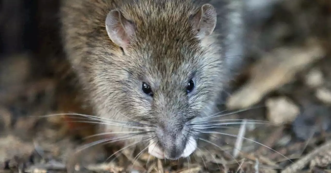 CDC blames rat infestation for hantavirus outbreak