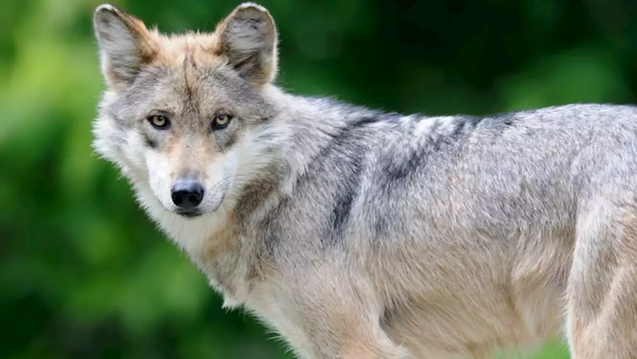 Lawmaker wants to limit Arizona's authority over imperiled Mexican gray wolves