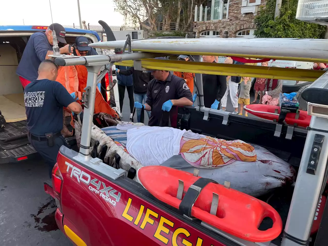 Firefighters, Lifeguards Rescue Beached Whale In Malibu