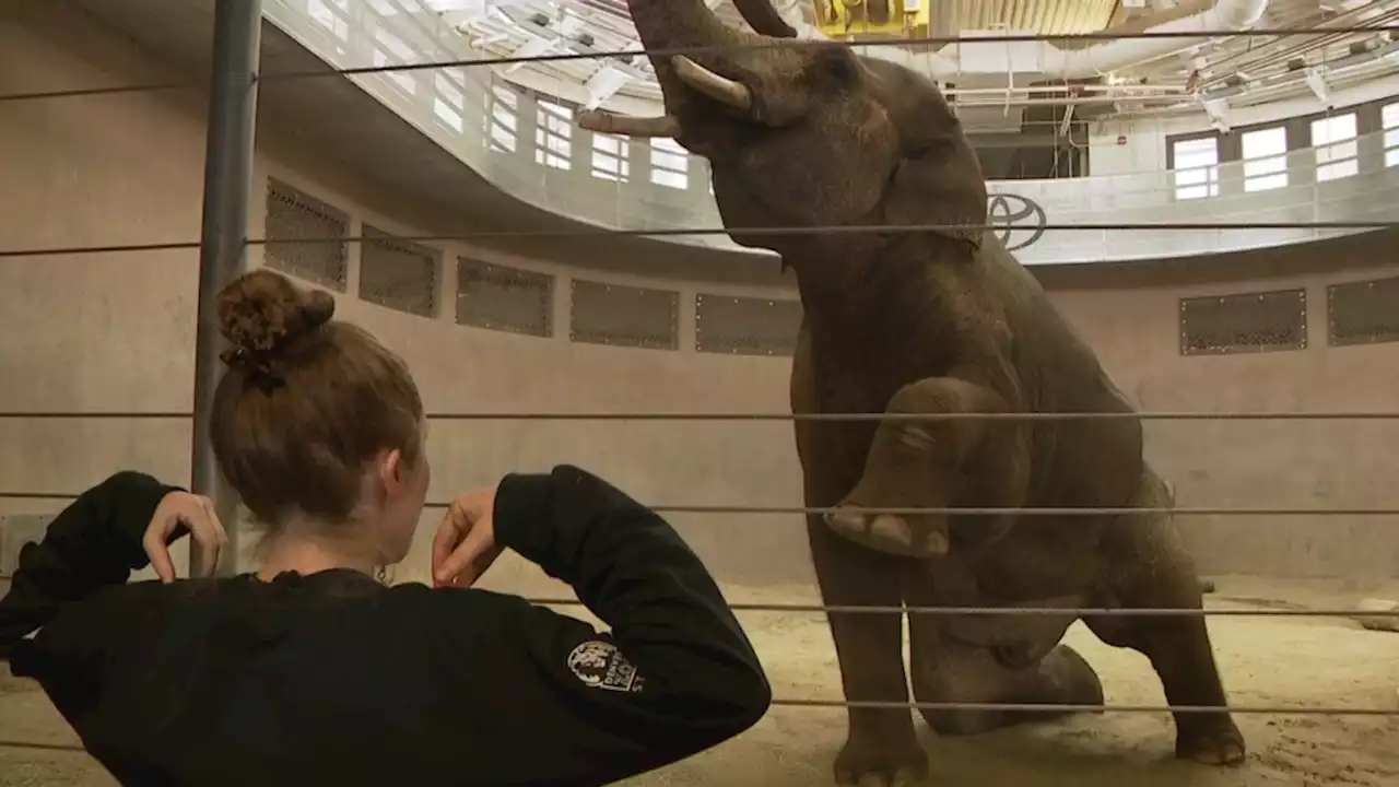 Denver Zoo stretches trunks and more with “Elephant Yoga” program