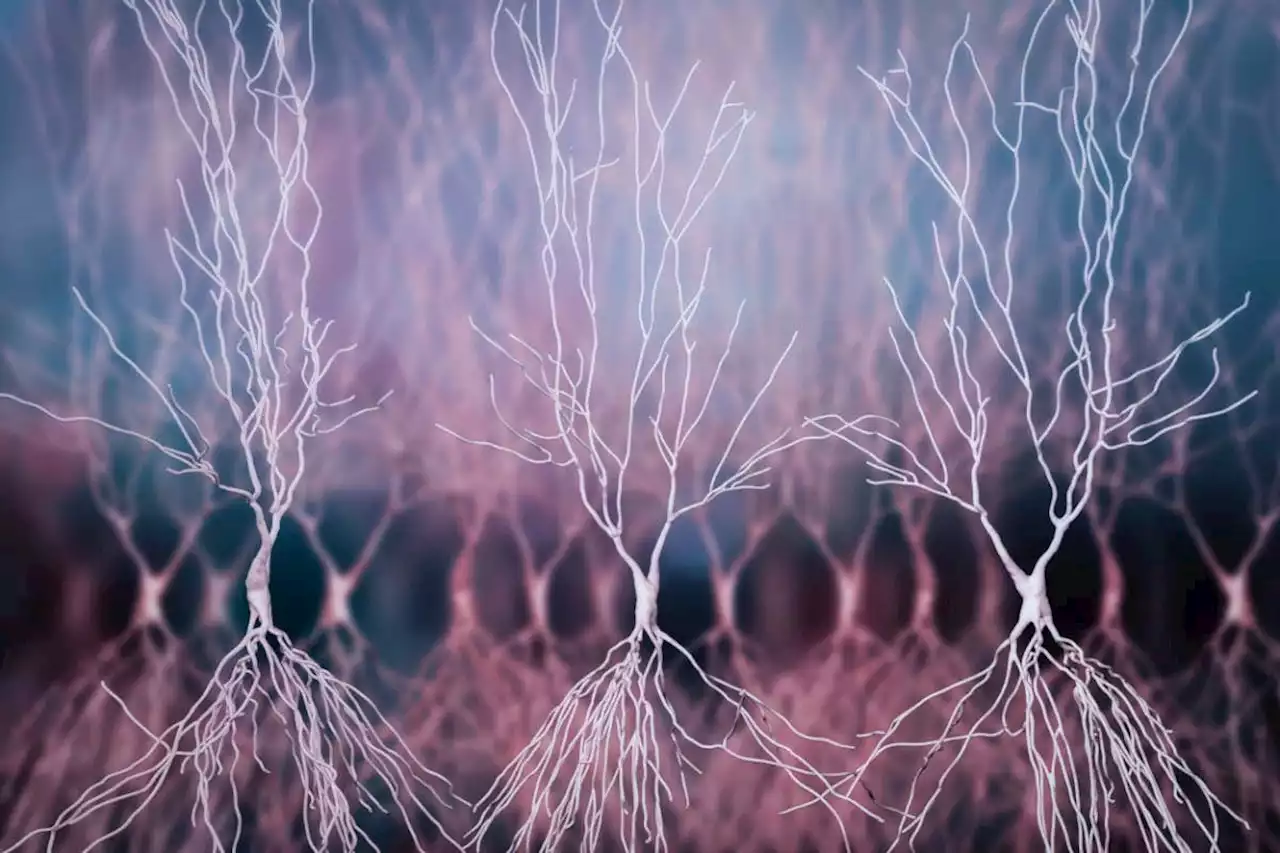 Special brain cells may signal when to start new memories