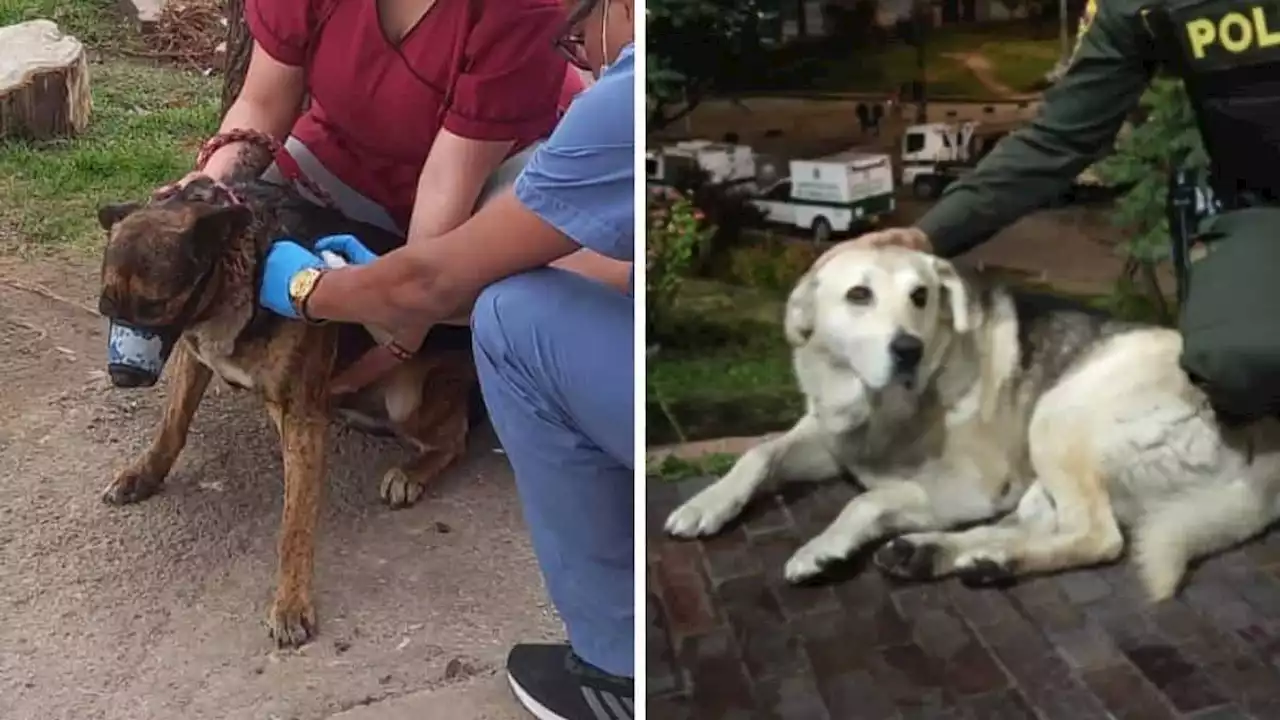 Este es el estado de los tres perritos que se encontraban durante la explosión en Ciudad Bolívar