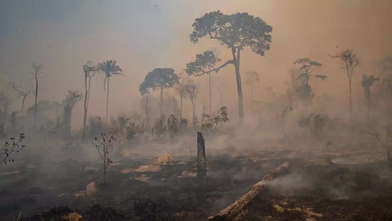 Amazonas-Regenwald verliert Widerstandskraft