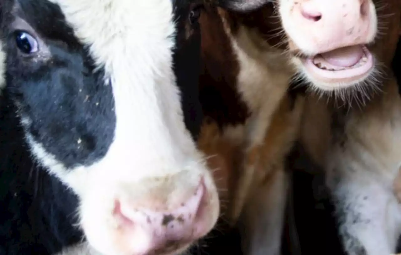 All-out rescue for cow stuck for 12 hours in chest-deep mud in Pa. field