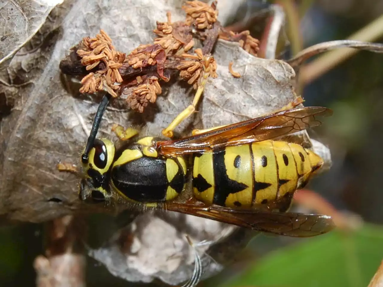 The 10 worst insect stings in the wild