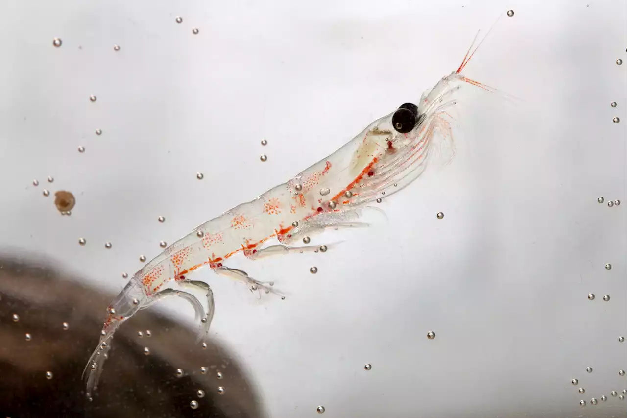 When krill host social gatherings, other ocean animals thrive