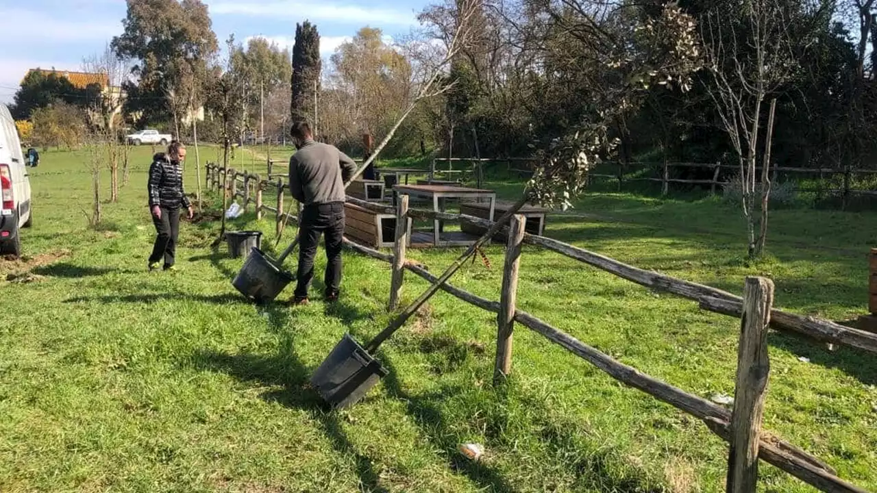 Centinaia di alberi nei parchi del Lazio: 'Diamo ossigeno alle nostre aree verdi'