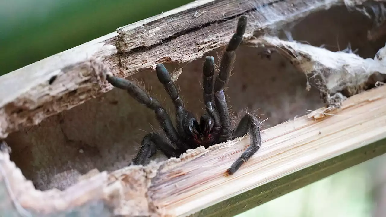 This newfound tarantula is the first known to make its home in bamboo