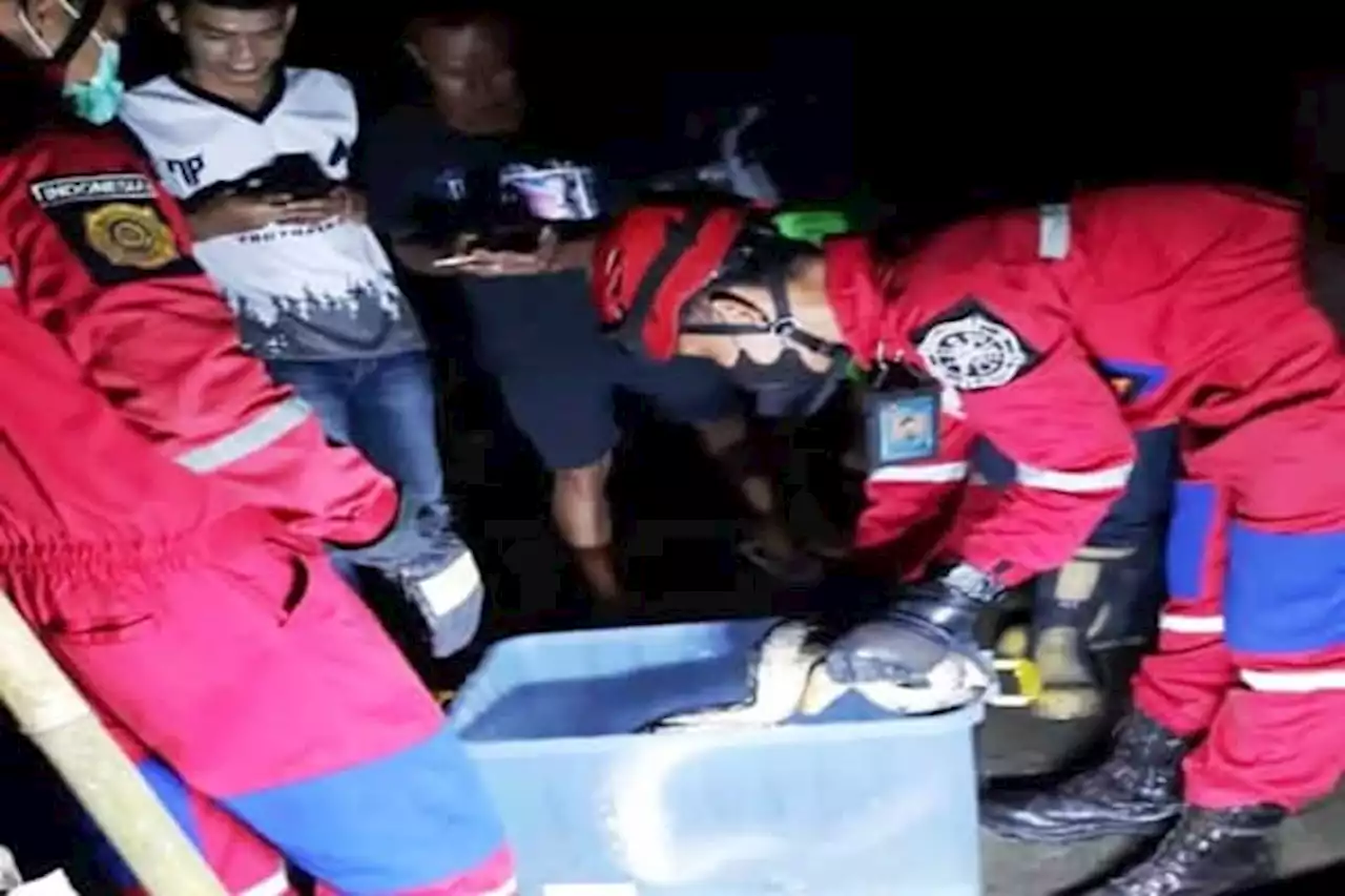 Serang Ayam di Polanharjo, Ular Sanca 3 Meter Dievakuasi Tim Damkar