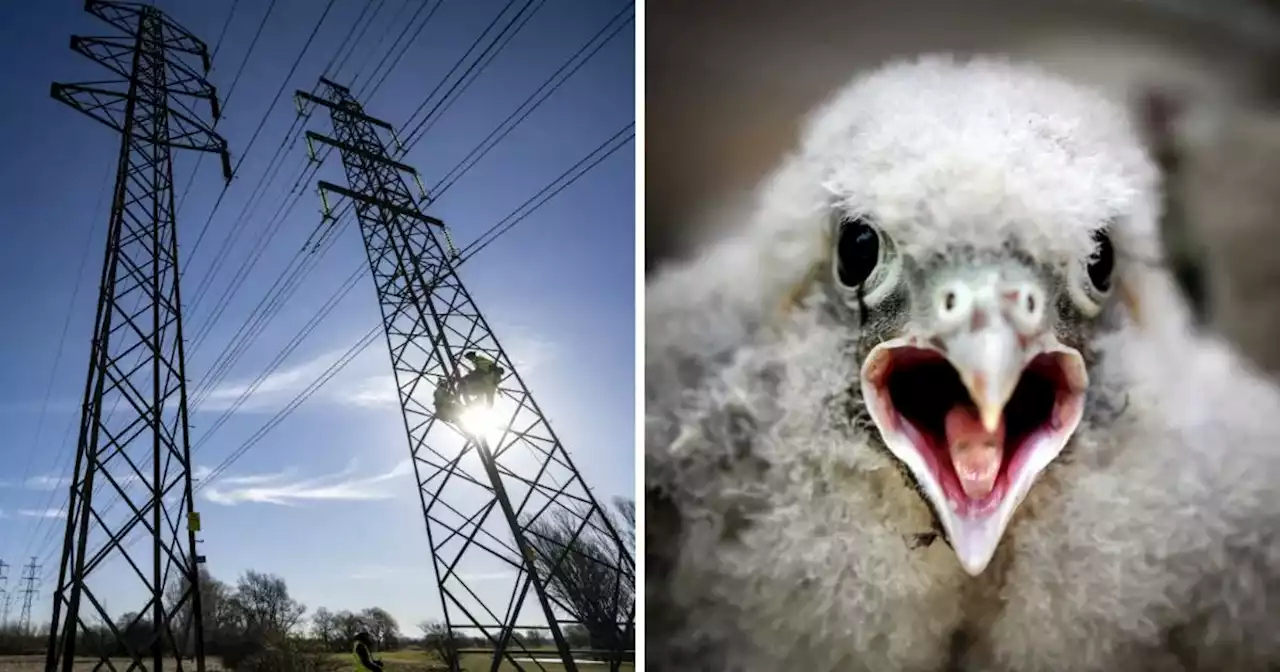 Skånes tornfalkar får nya hem inför parningen