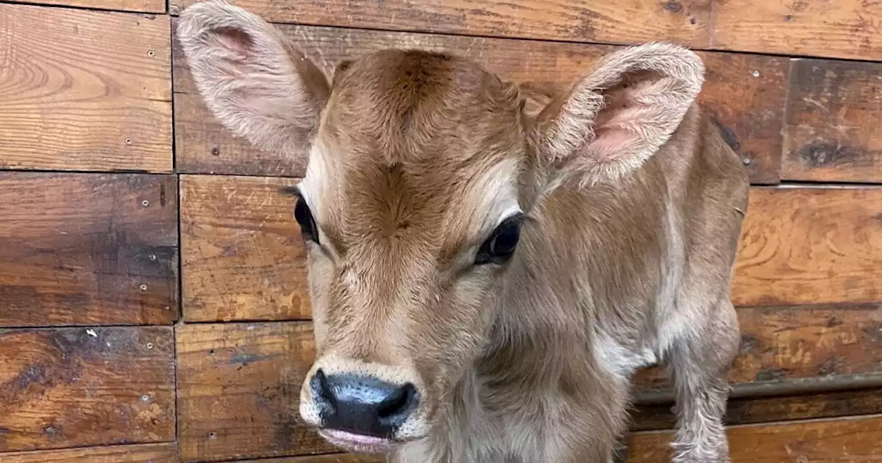 Meet Gus, Lake Metroparks Farmpark's adorable new calf