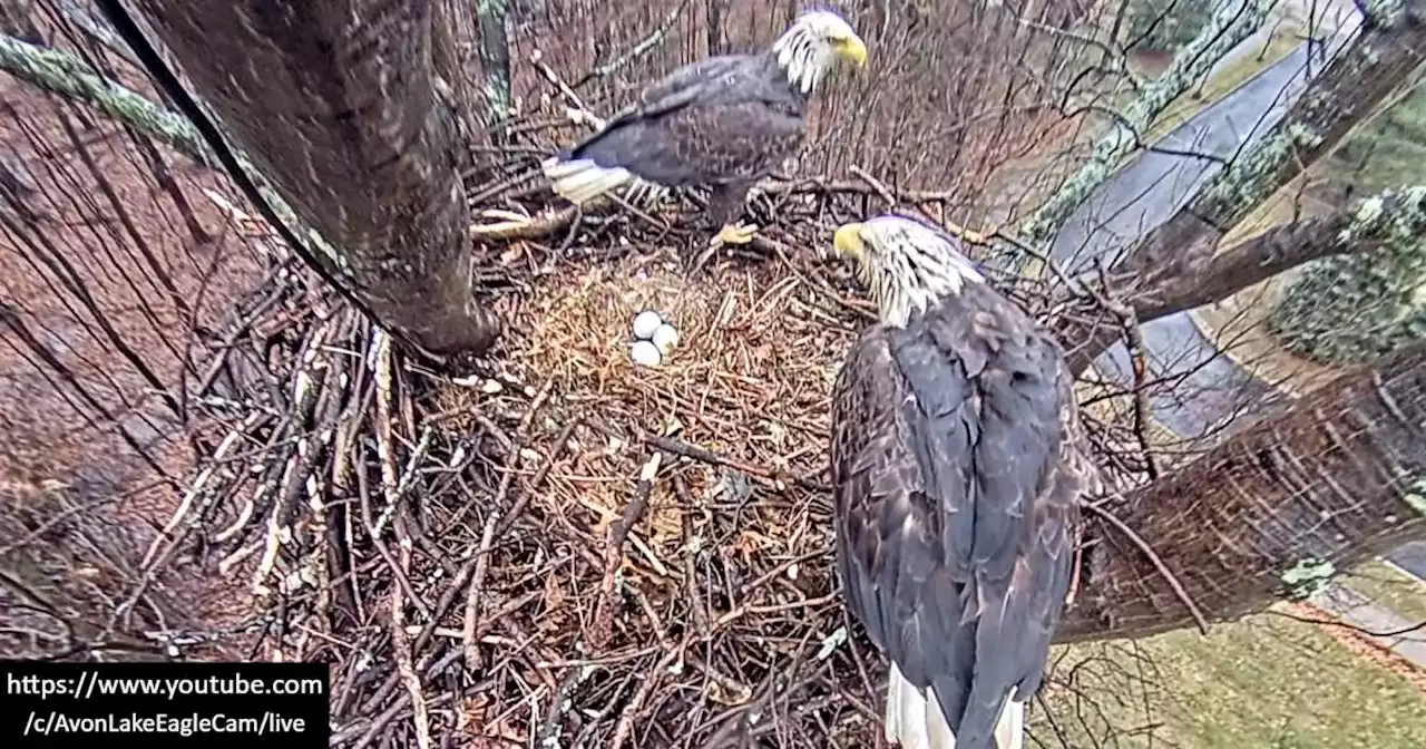 Third eagle egg spotted in the nest at Redwood Elementary in Avon Lake