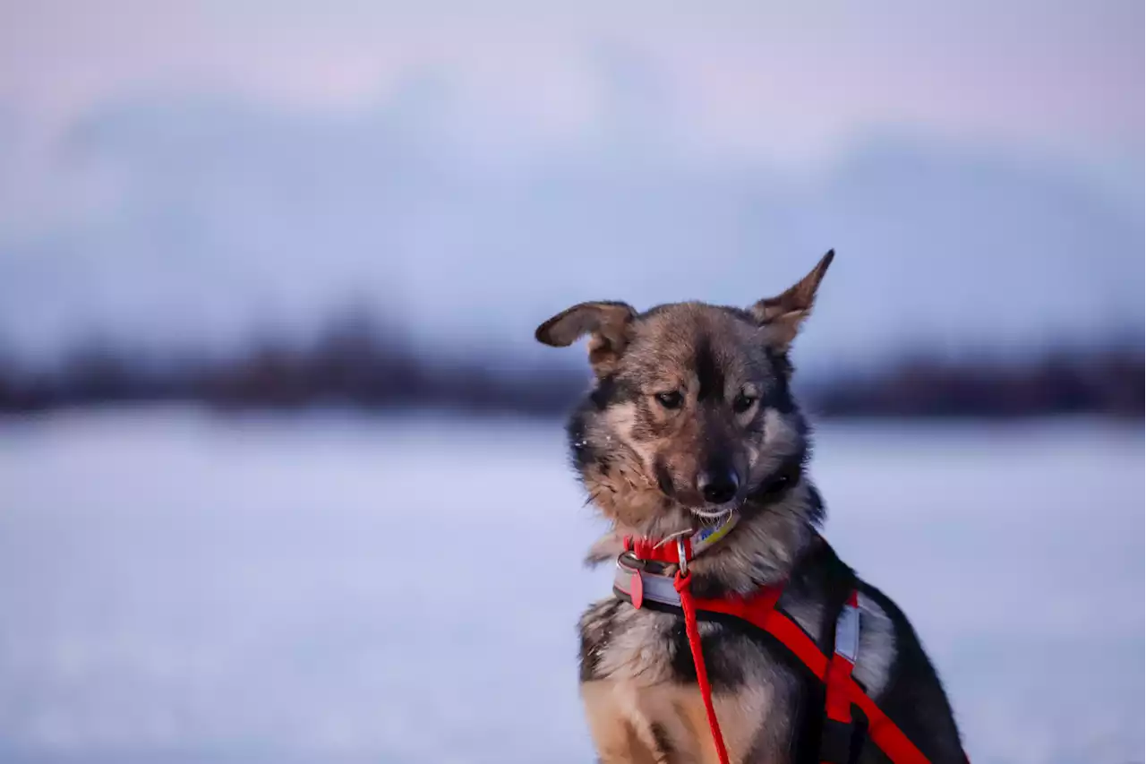 In early morning hours, first Iditarod teams pull into Finger Lake checkpoint - Alaska Public Media