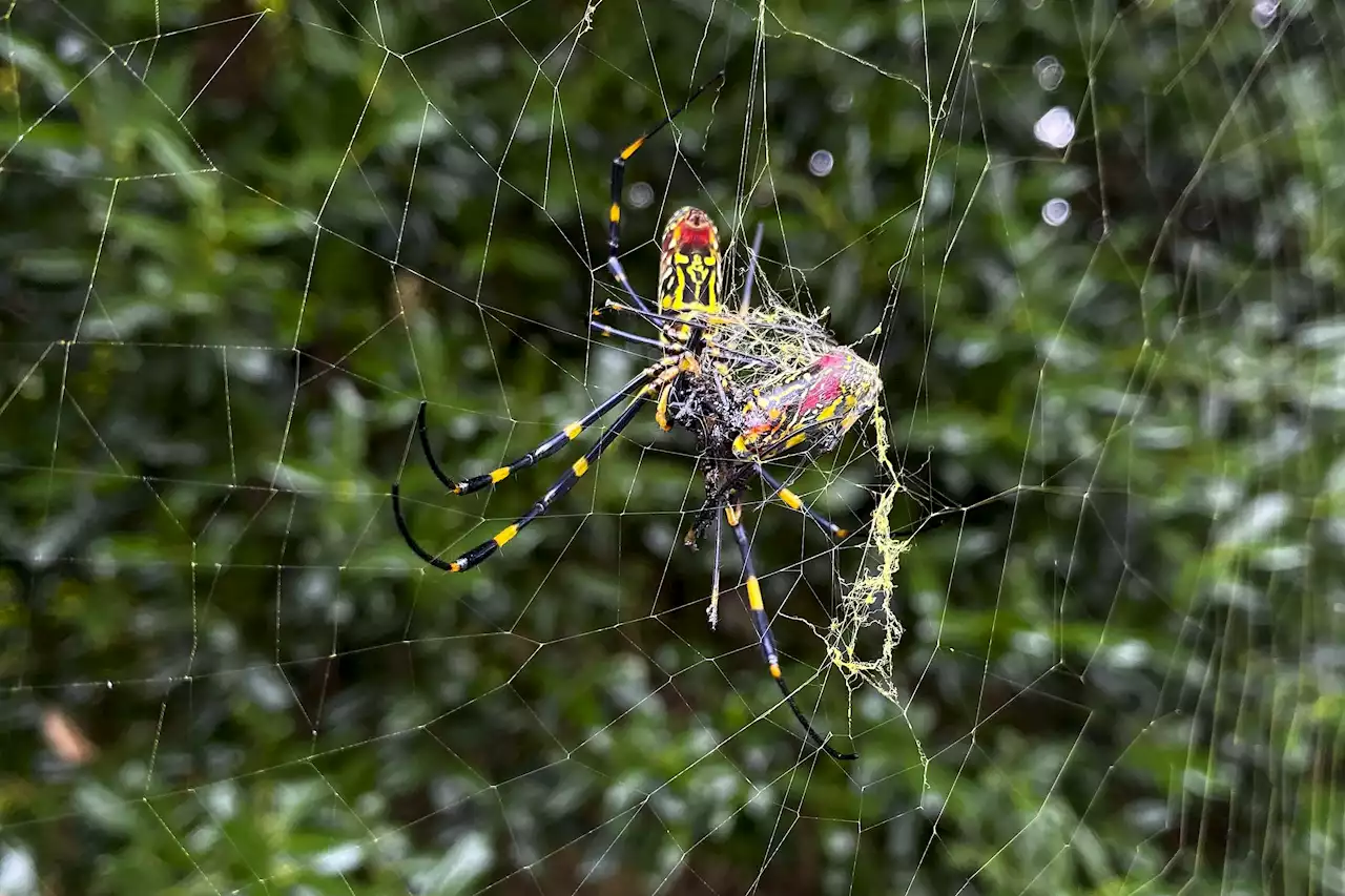 Scientists: Spider could spread to much of East Coast