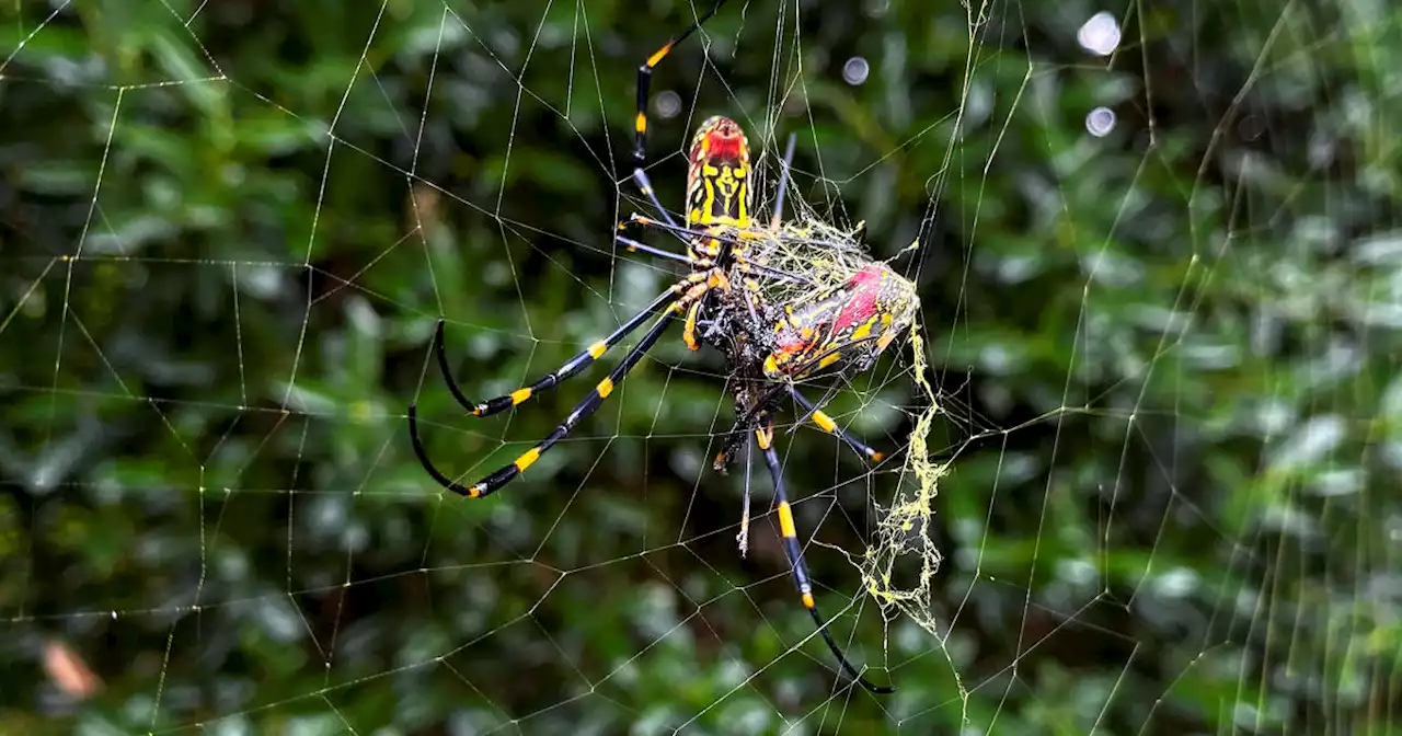 Huge invasive spiders from Asia could spread to much of U.S. East Coast, scientists say