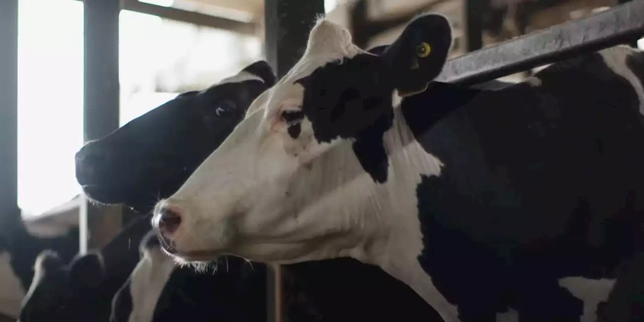 Andrea Arnold's 'Cow' Trailer Reveals the Ups and Downs of Life as a Dairy Cow