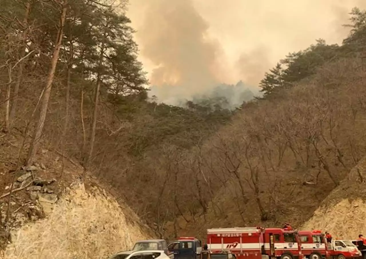 헬기 82대 투입했지만… 금강송 군락지 결국 '뚫렸다'