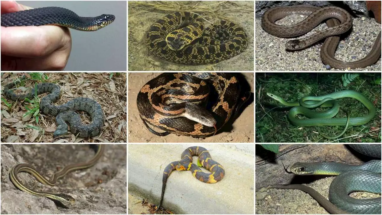 11 non-venomous snakes you want in your backyard