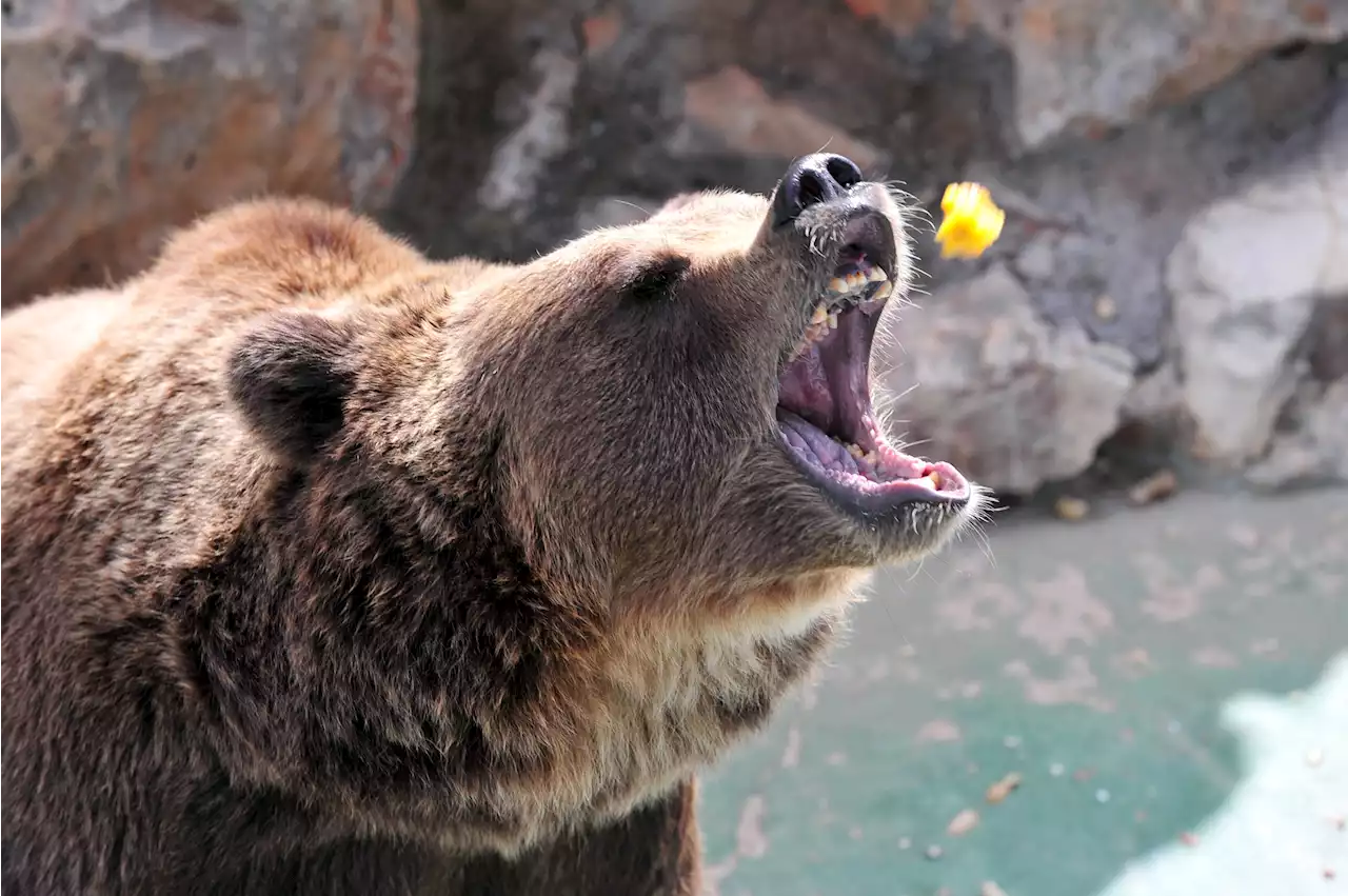 Rare Italian brown bear notorious for breaking into bakery is placed in captivity