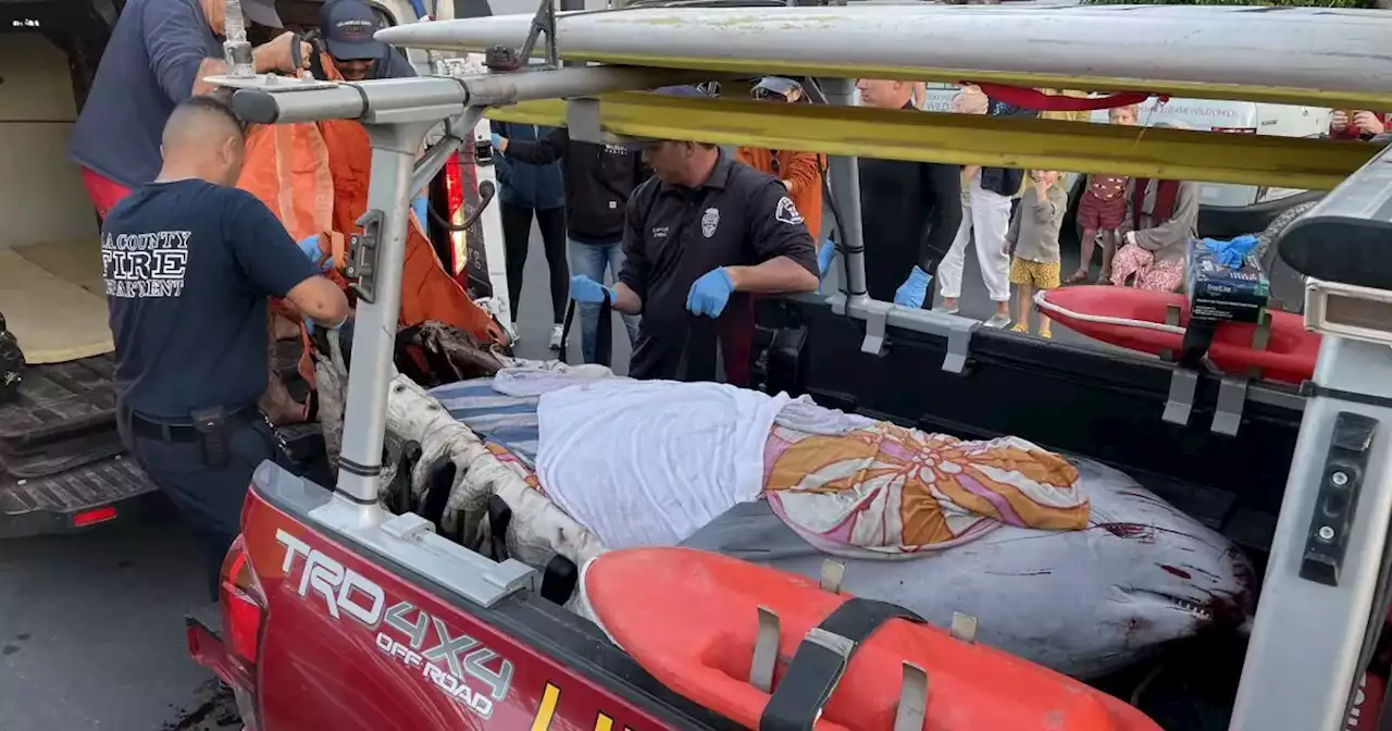 Wounded Pygmy Whale Is Euthanized