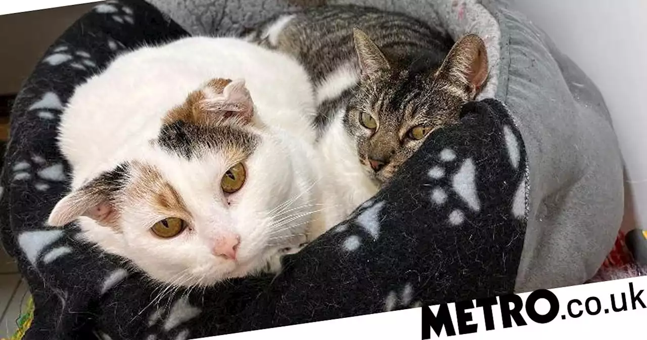 Mum and daughter cat duo looking for a home haven't had a single application