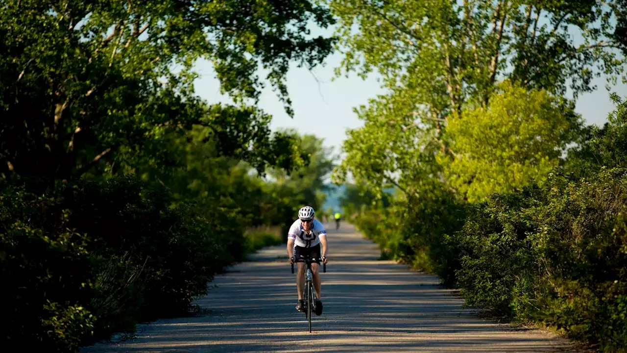 The elusive urban forest that lies beneath Toronto