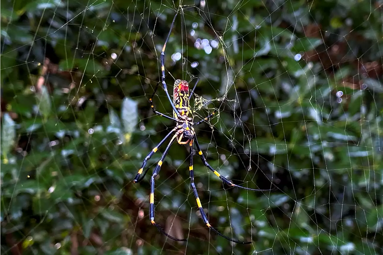 Huge Invasive Spider Native to Asia Could Spread to Much of East Coast, Study Says