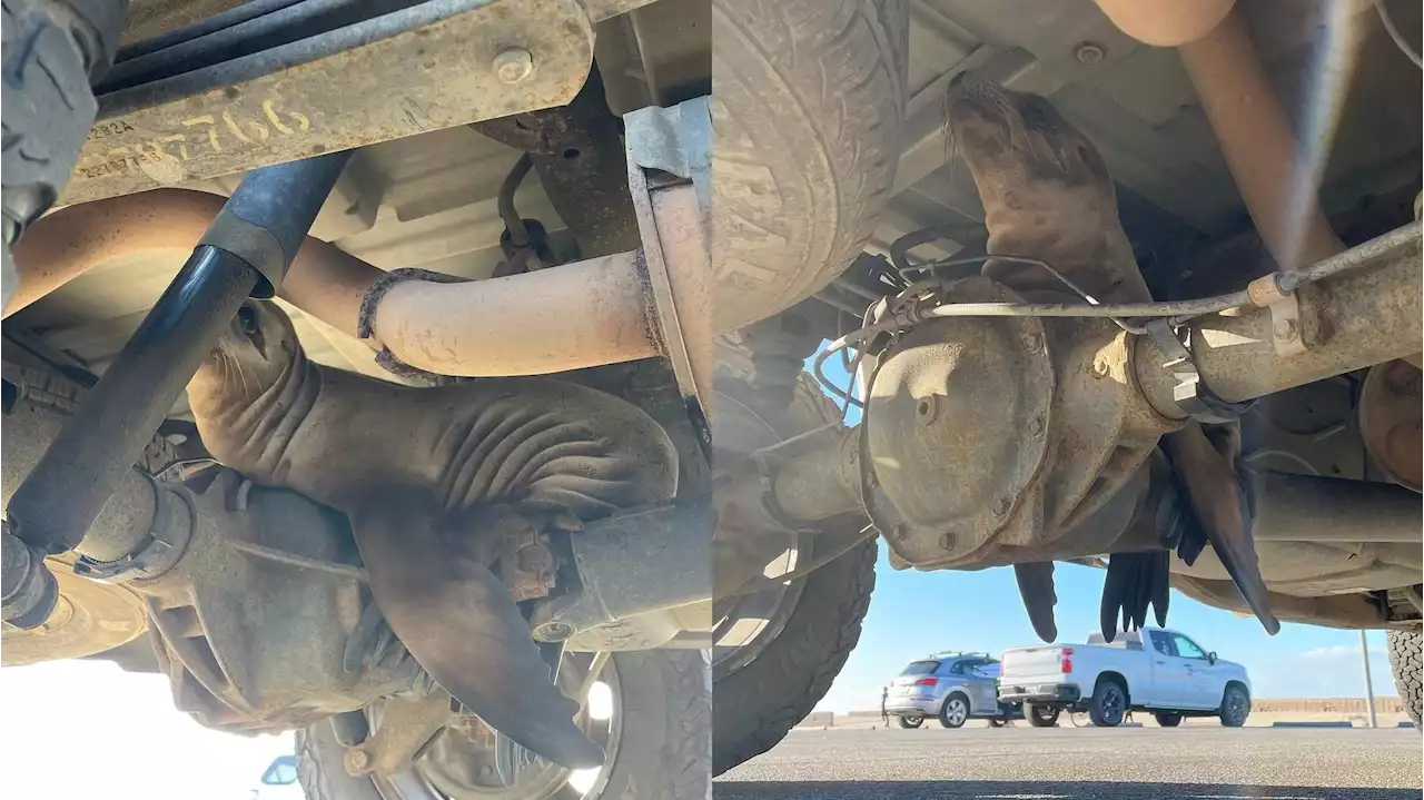 Meet Chassis, the Truck-Stuck Sea Lion Pup