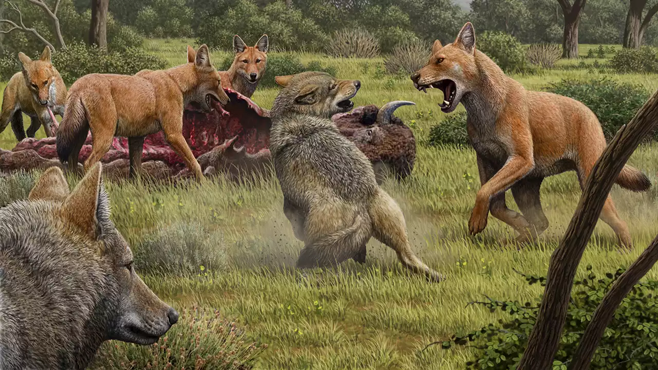 The legendary dire wolf may not have been a wolf at all