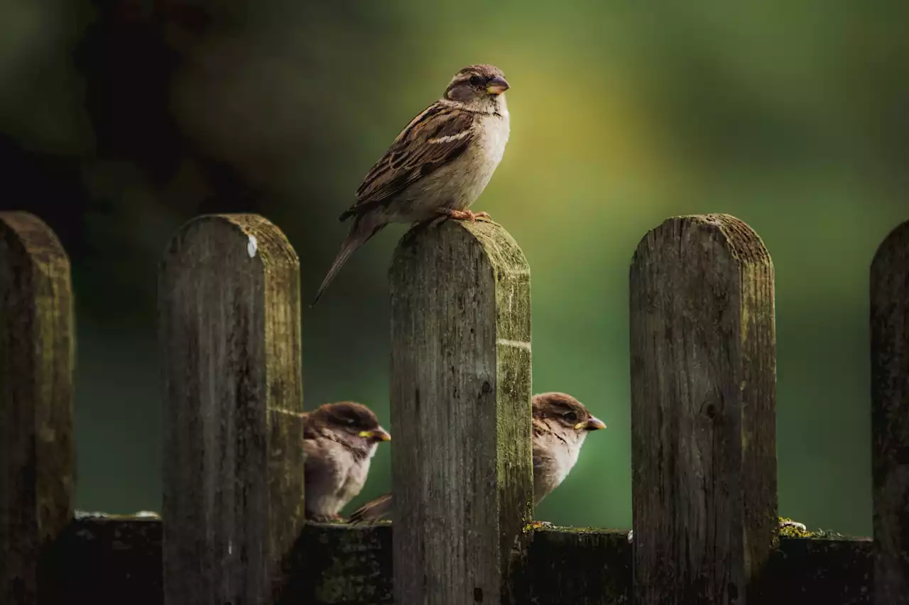 Changes in bird behavior linked to climate change