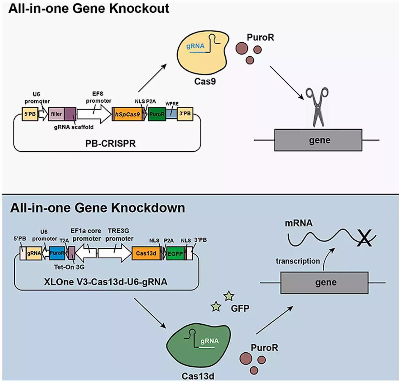 Studying diseases with better delivery of gene-editing tools