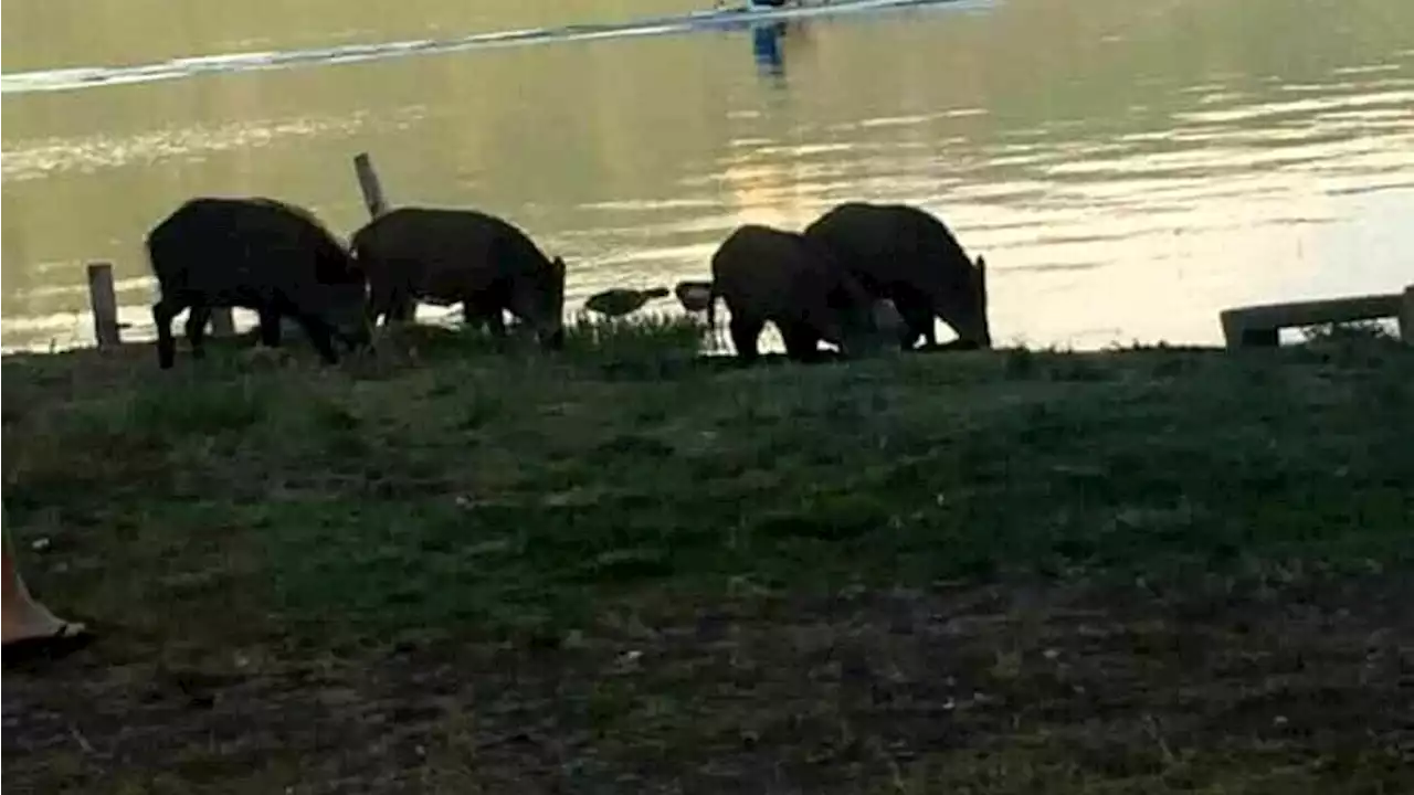 Lago di Castel Gandolfo, giovane morso da un cinghiale: un anno fa l'attacco ad un bambino