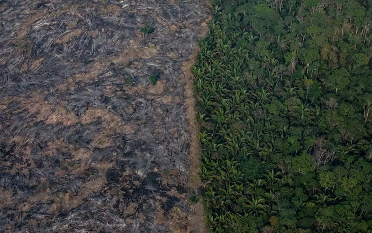 Amazon Rain Forest Nears Dangerous &lsquo;Tipping Point&rsquo;