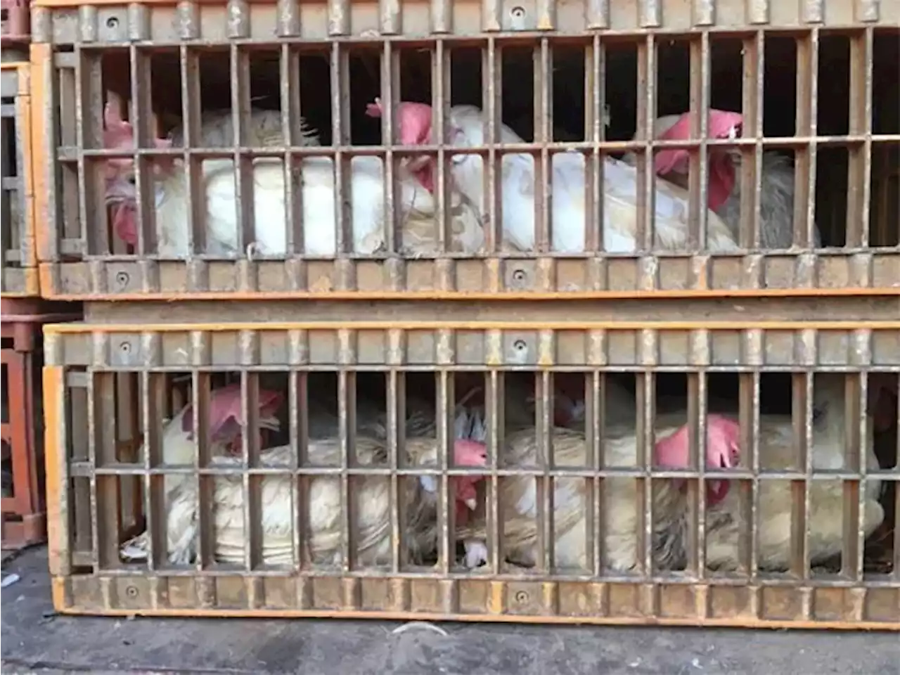 Cebu bans entry of chickens, other poultry products from Luzon