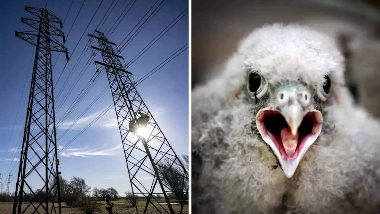 Skånes tornfalkar får nya hem inför parningen