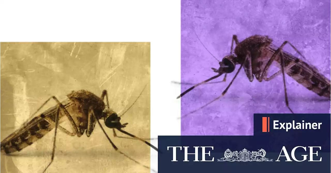 What is Japanese encephalitis and why is it spreading here?