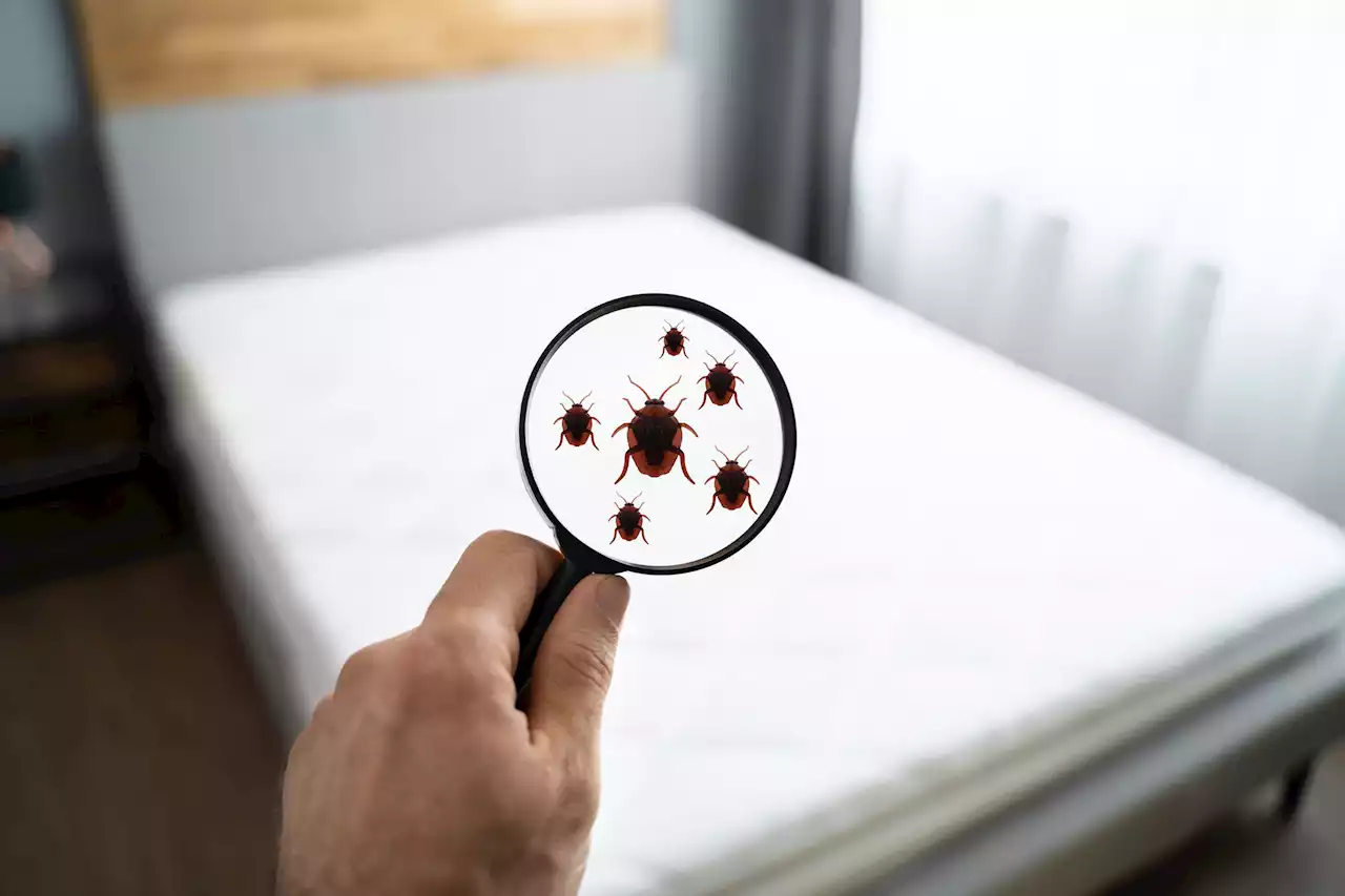 Toronto named top spot for bed bugs in Canada for 2021