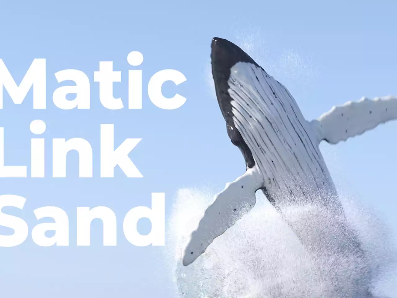 Matic, Link, Sand: Crypto Whales Are on Buying Spree, WhaleStats Report